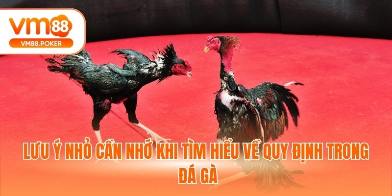 Quy định luật chơi đá gà trong phân định thắng thua